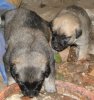 DSC09688smanjena.jpg