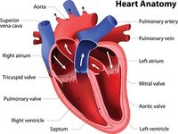 anatomy-heart_inline.jpg