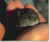 lemming1.jpg