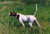 pointer001.jpg