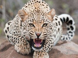 jaguar-animal-hd-wallpapers1.jpg