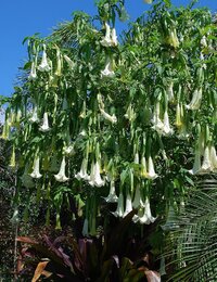 fc92845b-2b7e-4c59-aa53-8c9591b76b47-Brugmansia_Sept_7.jpeg