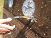 49 Knife and Shuriken Throwing 4.JPG