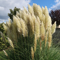 Pampas.jpg