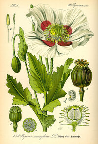 1200px-Illustration_Papaver_somniferum0.jpg