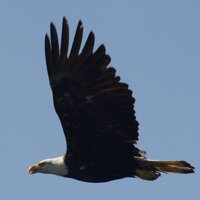 oro-tama.jpg
