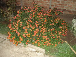 DSC03011.JPG