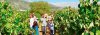 peloponnese-vinyard-760x272.jpg