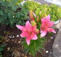 IMG_20220607_185310.jpg