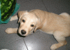 Picture-136.gif