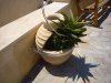 P1020385_resize.JPG