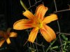 Copy of IMG_1957.jpg