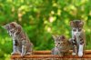 bokeh_world_by_zoranphoto-d6a4tkp.jpg