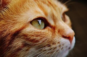 macka_pixabay1.jpg