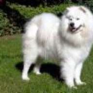 samoyedsbsb