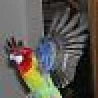 parrots rule