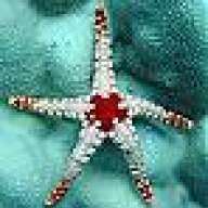 Sea_star