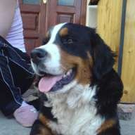 BERNER RESPECT
