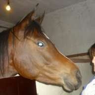 Marra..J