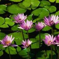 waterlily