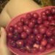 tresnjica1