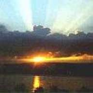 suncicica