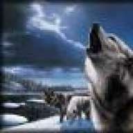 the coyote
