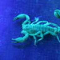 scorpion035