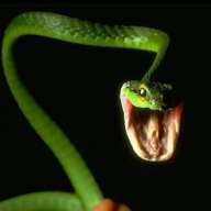 Nina Serpentes