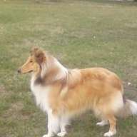 Alf Junior