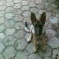 Boa Cone
