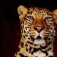 leopardy