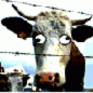 The Cow