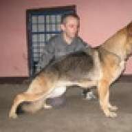 NIGER LUPUS