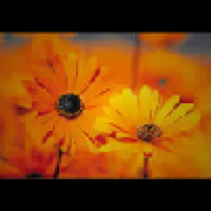LifeIsAFlower