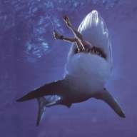 Sharky^