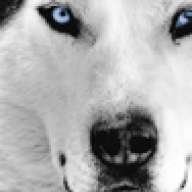 ^|Wolf|^