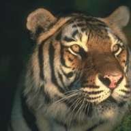 MiliF