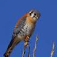 kestrel