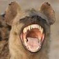 Hyena