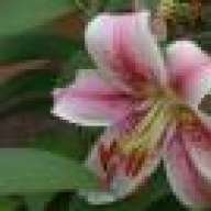 lily90