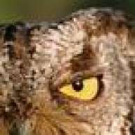 lady_owl