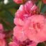 Oleander
