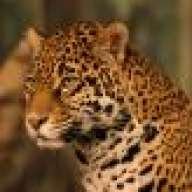 crni_jaguar-bec