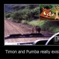 timon&pumba