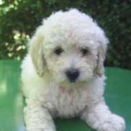 ILovePoodles