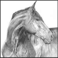 horse heart