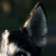 White Fang