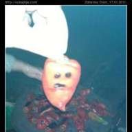 papricica.