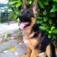LoveGSD